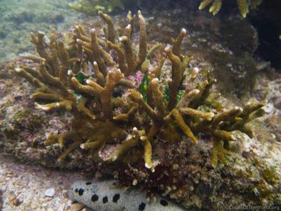 CotW: Montipora altasepta