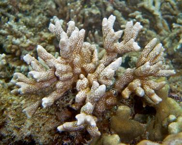 CotW: Montipora altasepta