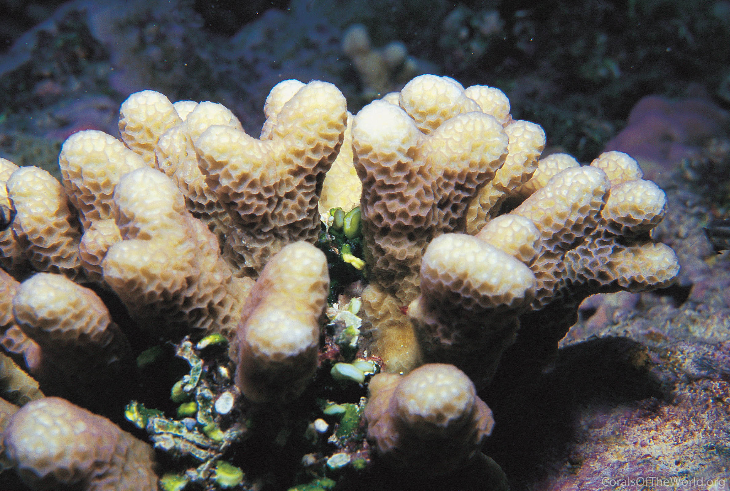 Montipora angulata