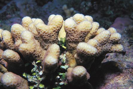 CotW preview: Montipora angulata