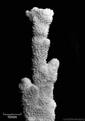 CotW preview: Montipora angulata