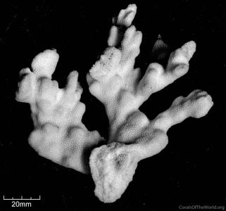 CotW: Montipora angulata