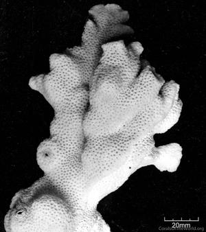 CotW: Montipora angulata