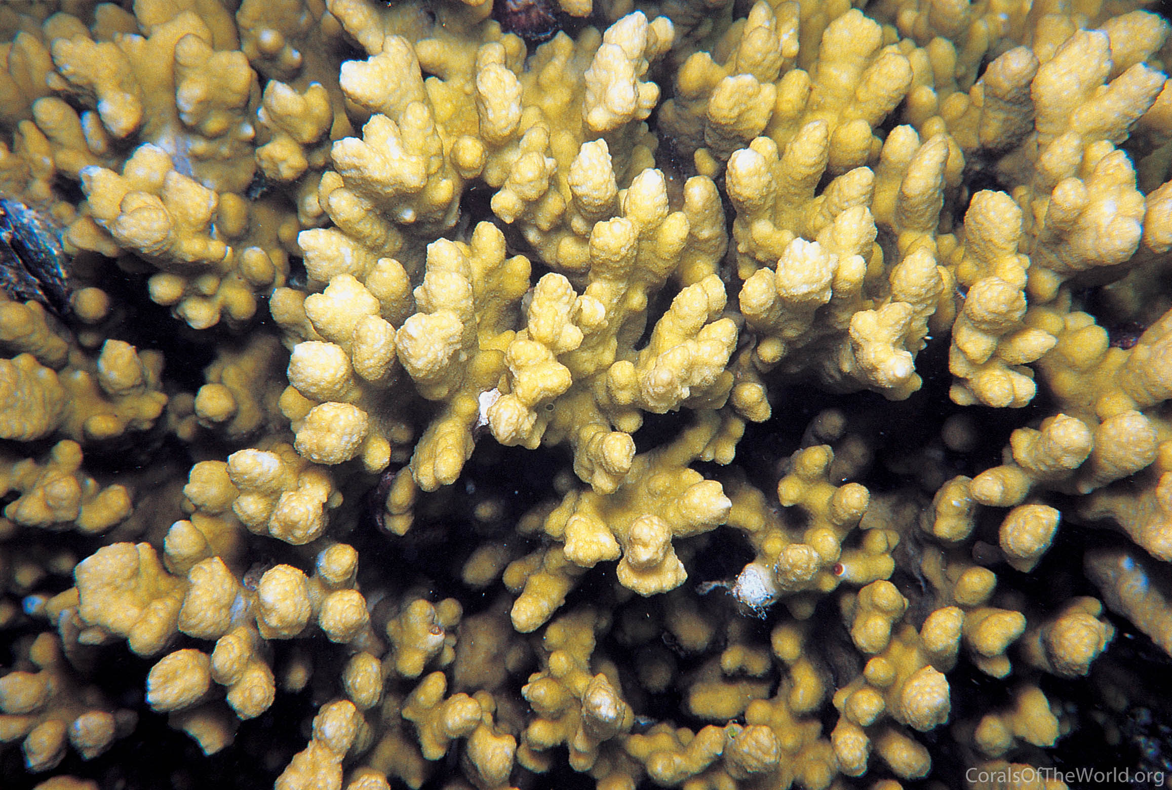 Montipora aspergillus