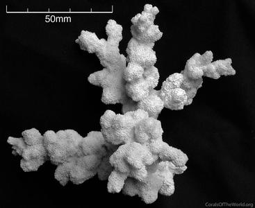CotW: Montipora aspergillus
