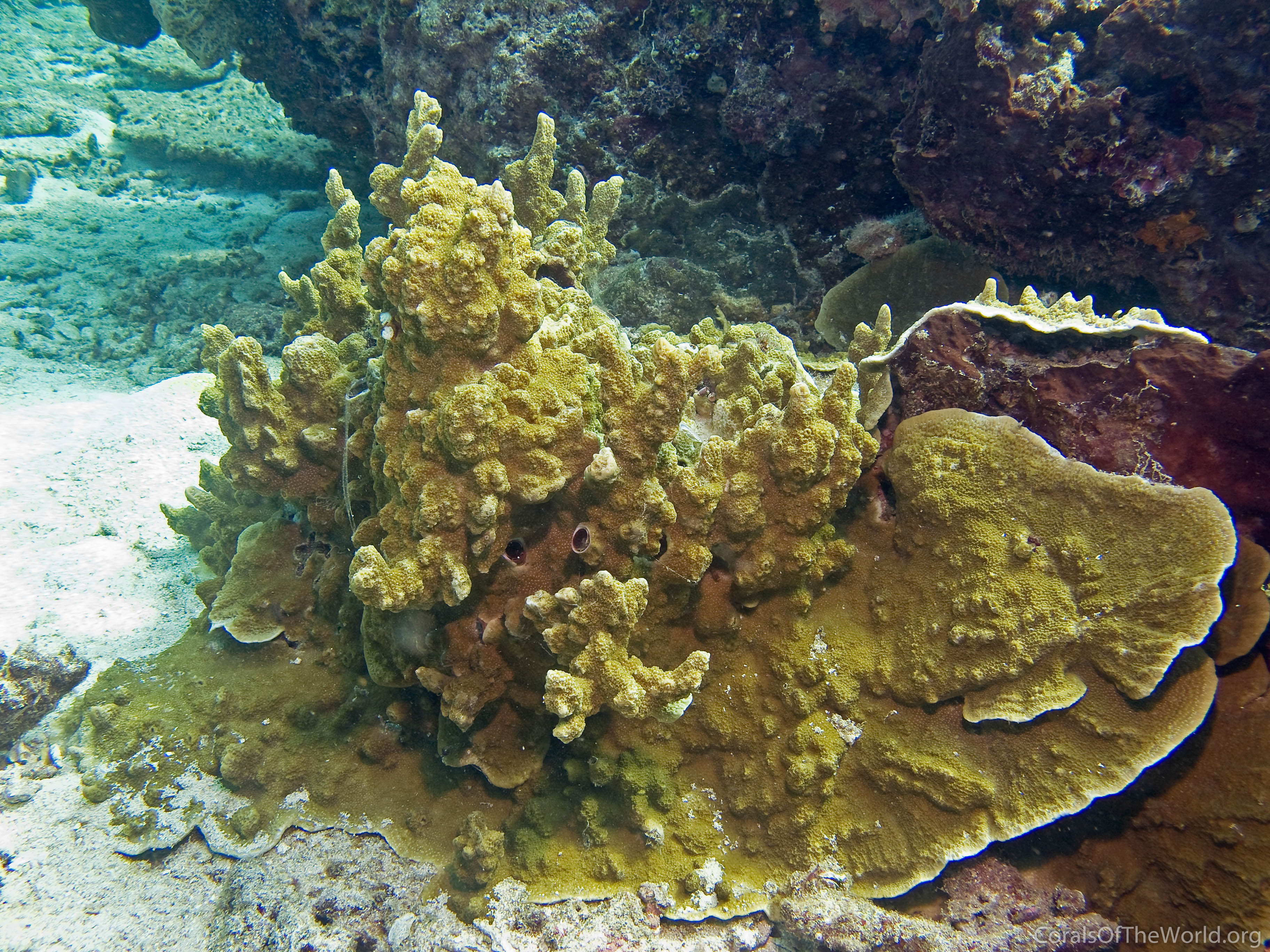 Montipora australiensis