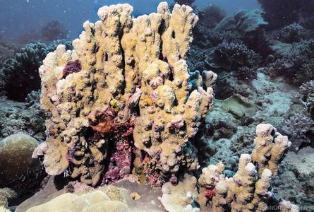 CotW preview: Montipora australiensis