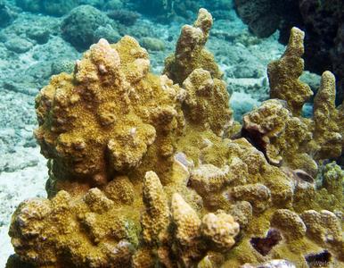CotW: Montipora australiensis