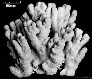 CotW: Montipora australiensis
