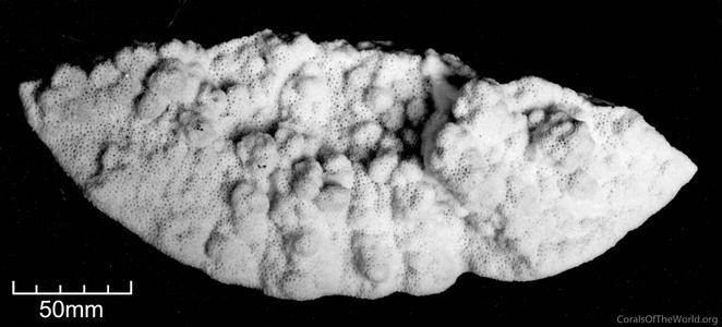 CotW: Montipora australiensis