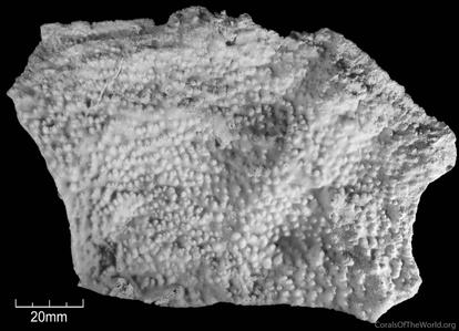 Montipora bilaminata