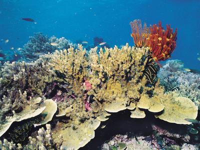 CotW preview: Montipora cactus
