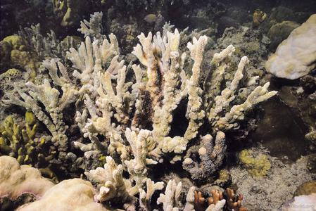CotW preview: Montipora cactus