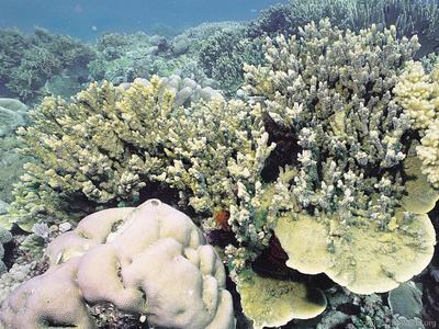 CotW: Montipora cactus