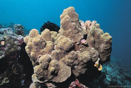 CotW preview: Montipora caliculata