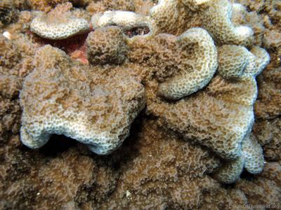 CotW: Montipora caliculata