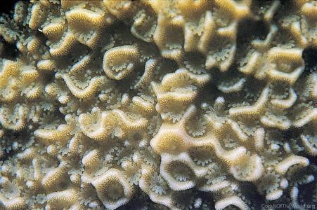CotW: Montipora caliculata