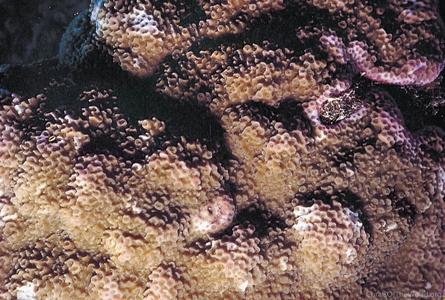 CotW: Montipora caliculata