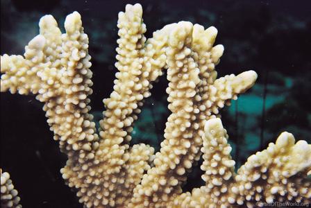 CotW: Montipora capitata