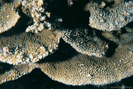CotW: Montipora capitata