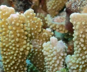 CotW: Montipora capitata