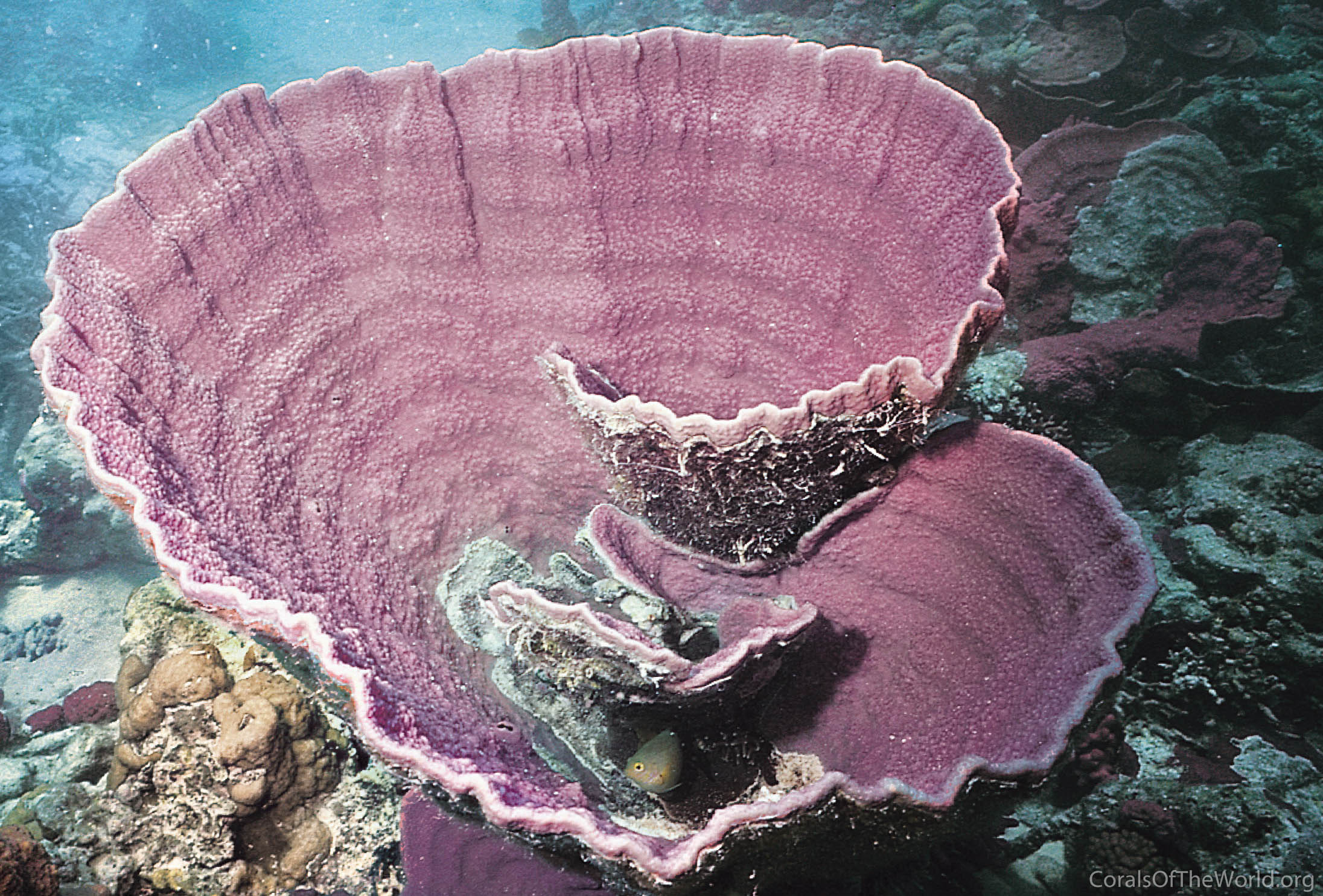 Montipora capricornis