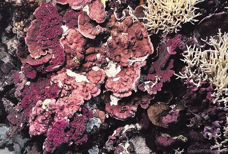 CotW preview: Montipora capricornis