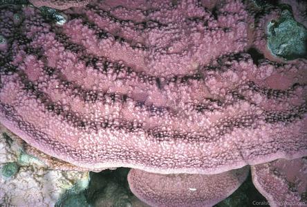 CotW: Montipora capricornis