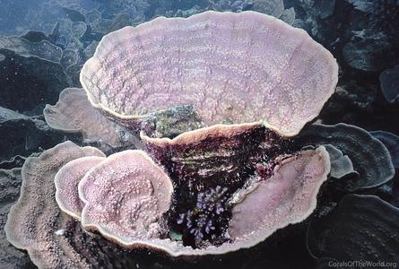 CotW: Montipora capricornis