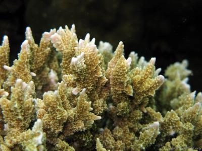 CotW preview: Montipora carinata