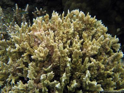 CotW: Montipora carinata