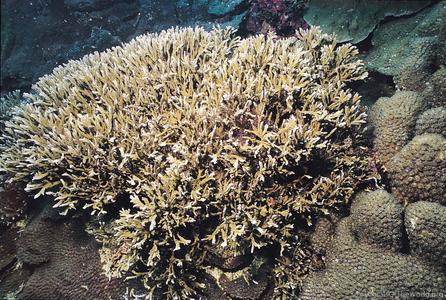 CotW: Montipora carinata