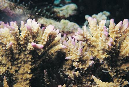 CotW: Montipora carinata