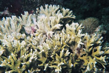 CotW: Montipora carinata