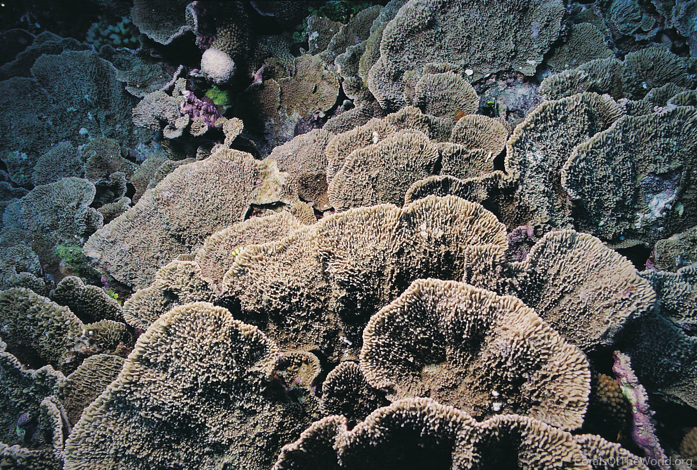 Montipora cebuensis