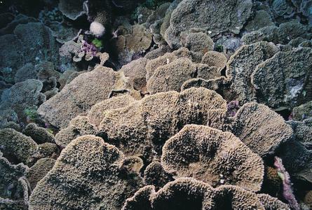 CotW preview: Montipora cebuensis