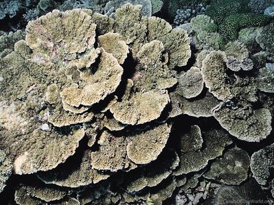 CotW: Montipora cebuensis