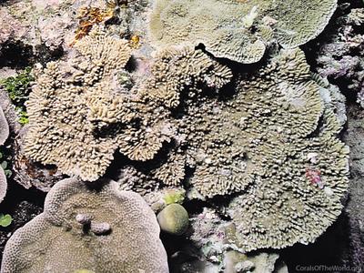 CotW: Montipora cebuensis