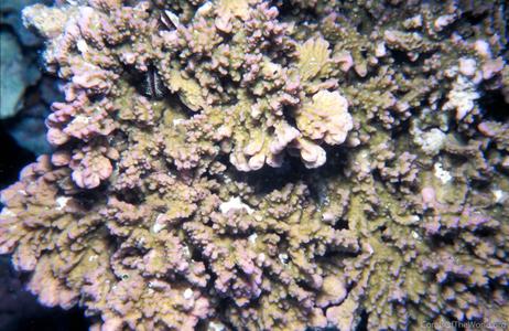 CotW preview: Montipora circumvallata