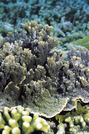 CotW: Montipora circumvallata
