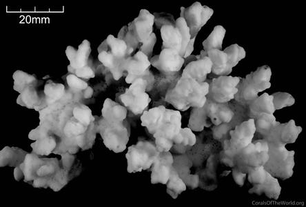 CotW: Montipora circumvallata