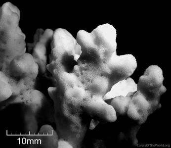 CotW: Montipora circumvallata
