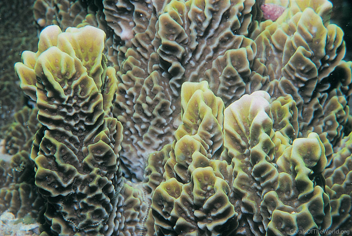 Montipora confusa
