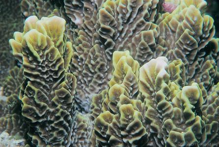 CotW: Montipora confusa