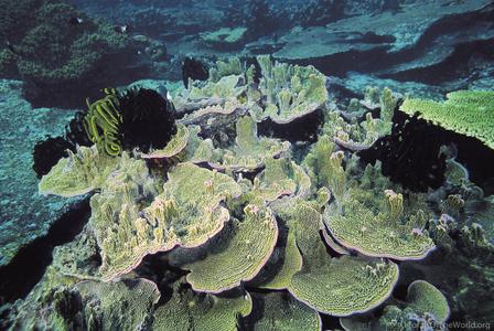 CotW: Montipora confusa