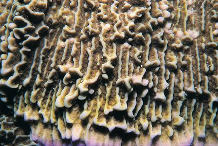 CotW: Montipora confusa