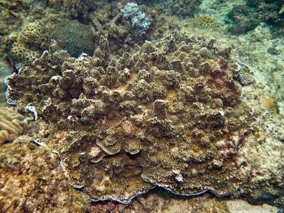 CotW: Montipora confusa