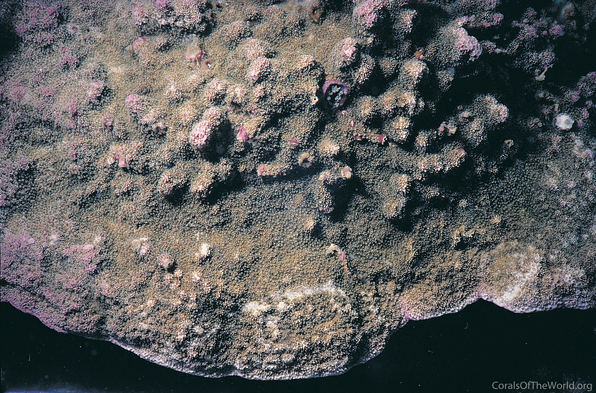 Montipora corbettensis