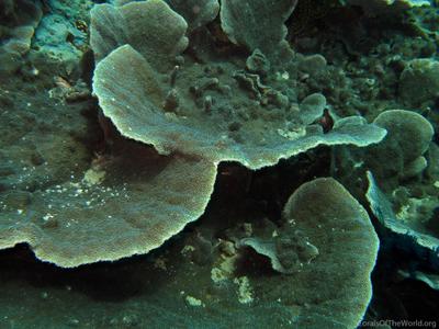 CotW preview: Montipora corbettensis