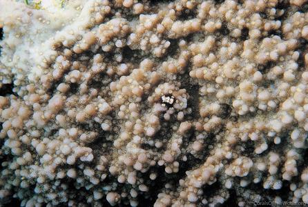 CotW: Montipora corbettensis